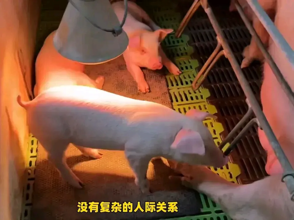 神龙助手：体面与收入的辩论，23岁女子勇敢选择养猪场工作引发思考