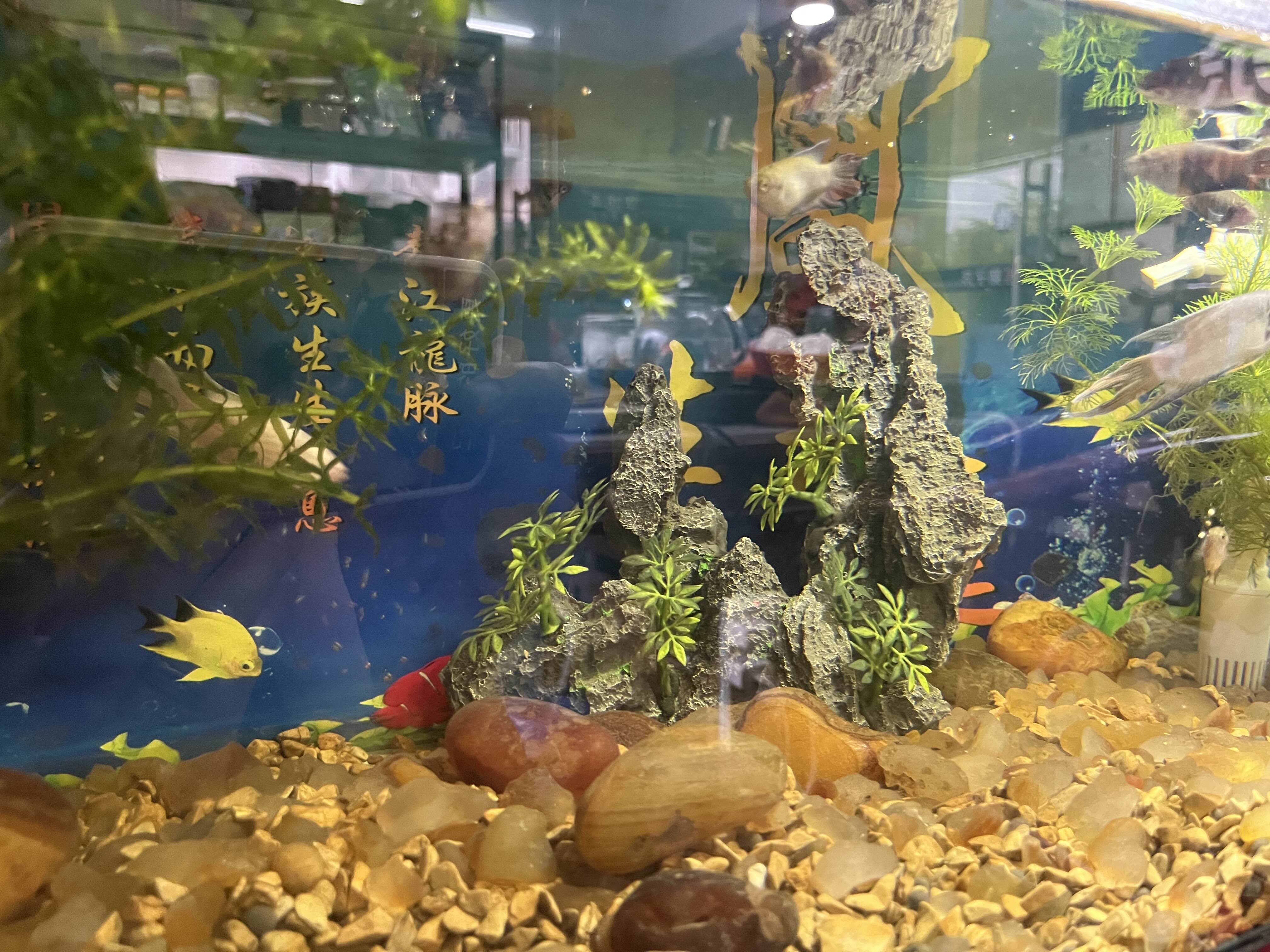 大牛助手：养斗鱼，从情绪沙袋到现代人生活哲学的反思与启示