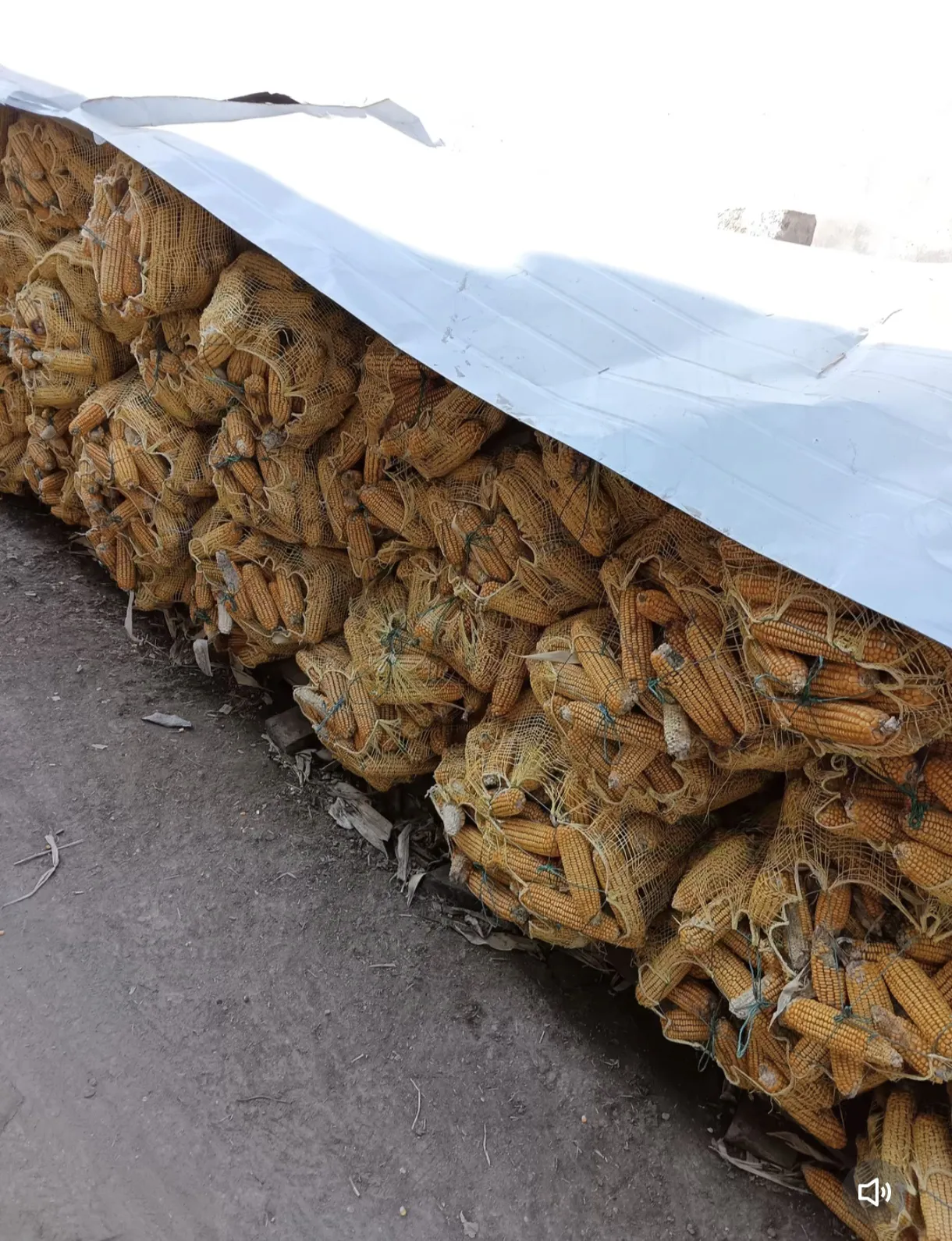 黎明助手：玉米价格暴涨背后的真相，供需矛盾与气候影响分析