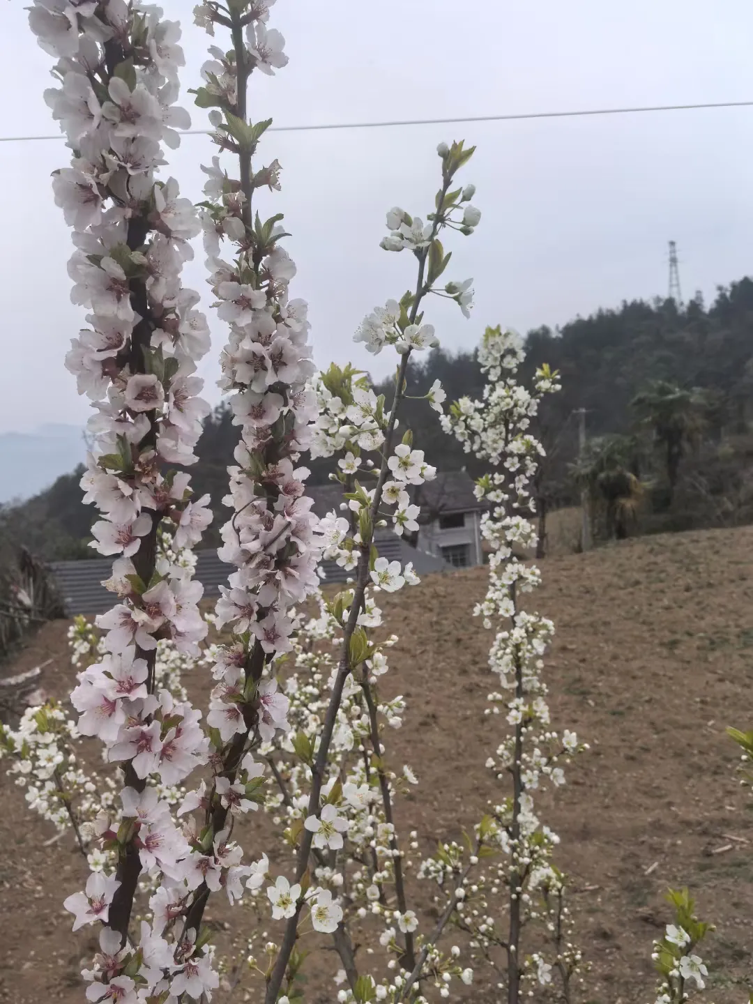 CC助手：中年后的孤独，如何面对生活的空虚与人际关系的消逝