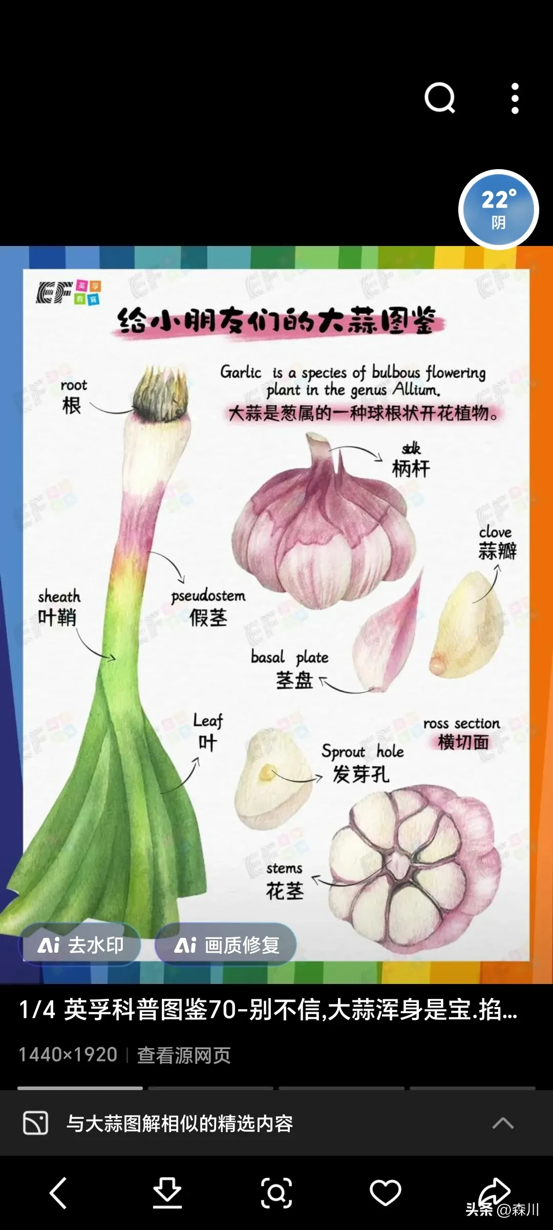 Y助手：退休后种大蒜的技巧与经验分享，助您成功种植丰收！