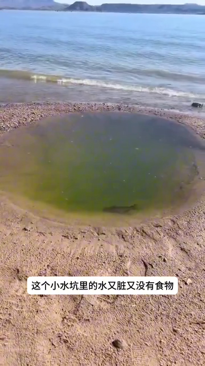 多评助手软件：突破人生困境，一条鱼的豪赌与勇气启示
