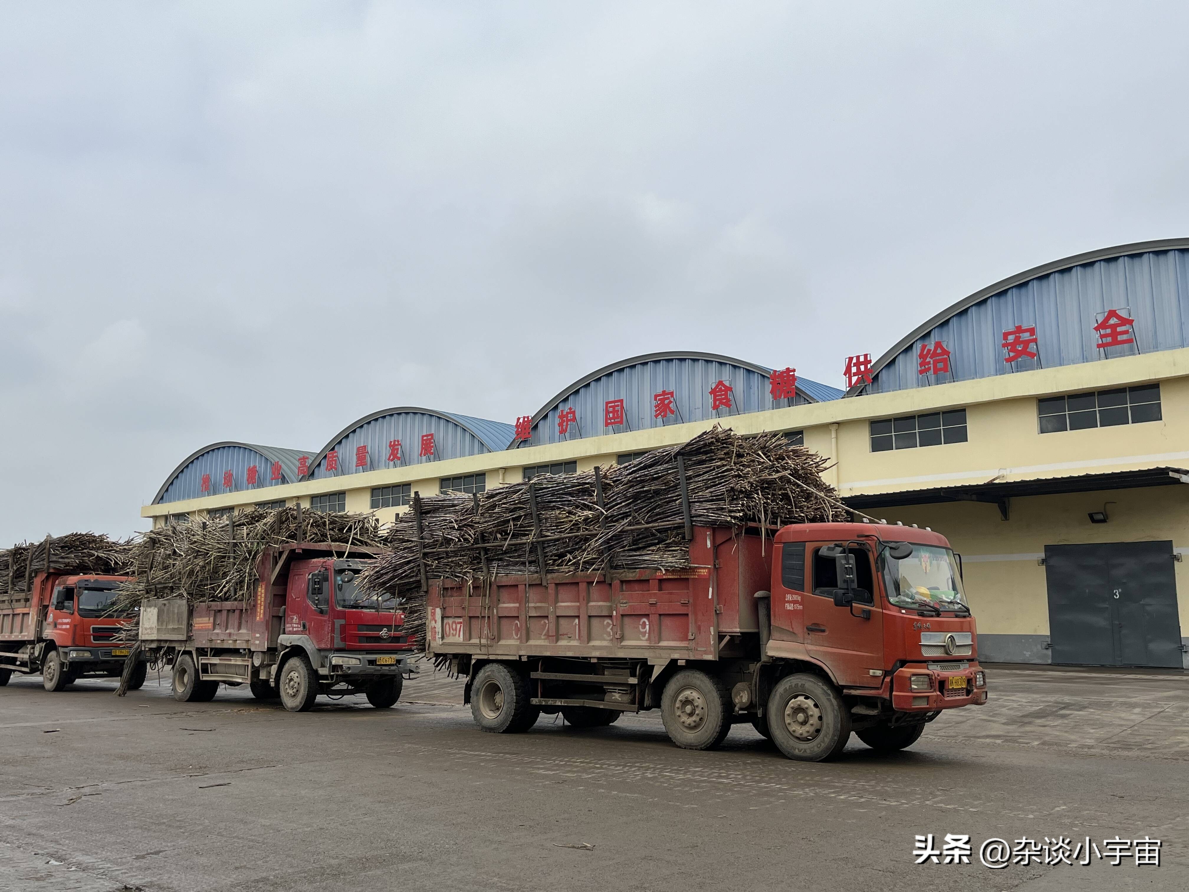 乐拼助手：缅北果敢地区甘蔗种植现状与市场规范分析，未来产量与收益展望