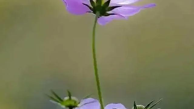 51助手软件官网：汪阿姨的自媒体之路，从保姆到写作，善良互动成就分享