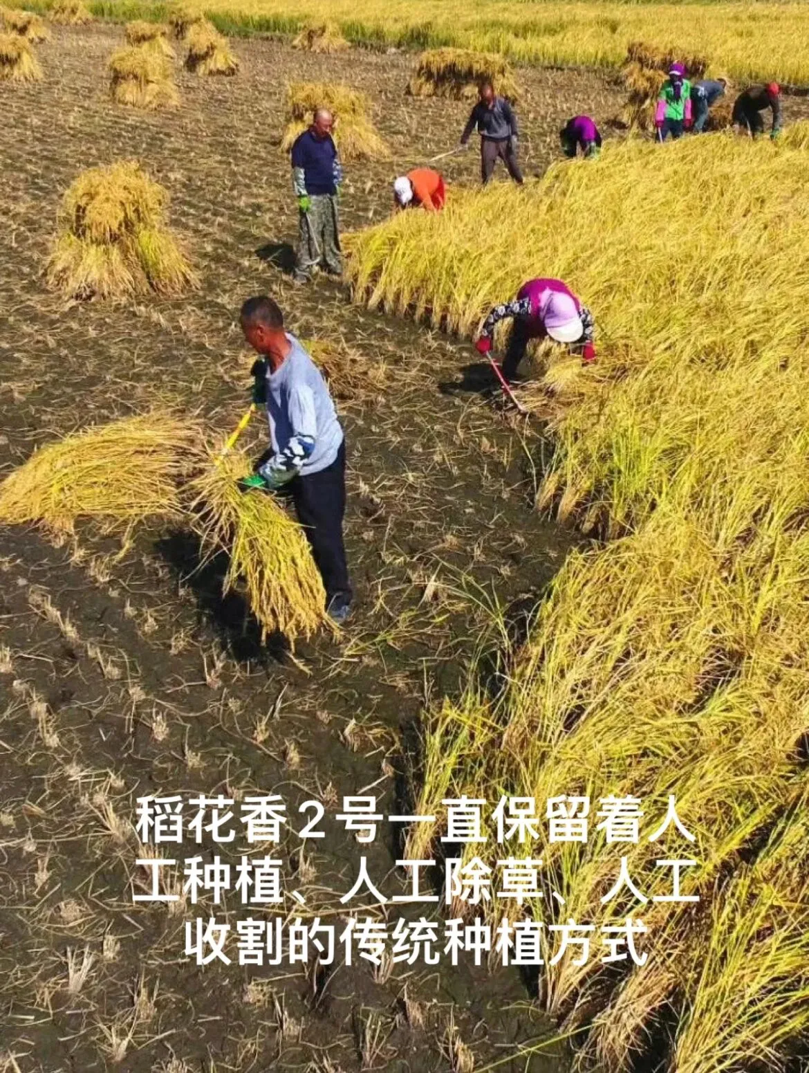 易评助手：从东北寄来的60斤五常大米，竟然让我爱上了这种皇帝贡米！