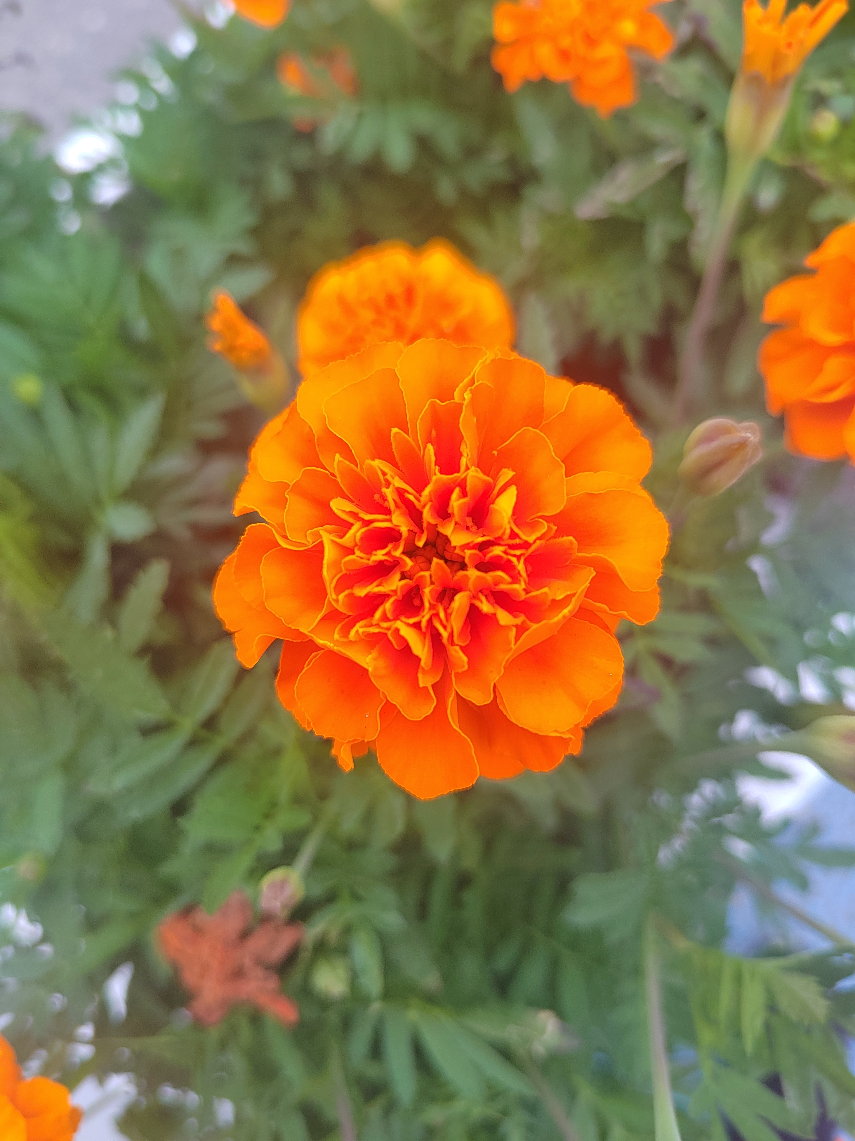 多成团助手：手机支付时代，抹零头的商家为何越来越受欢迎？