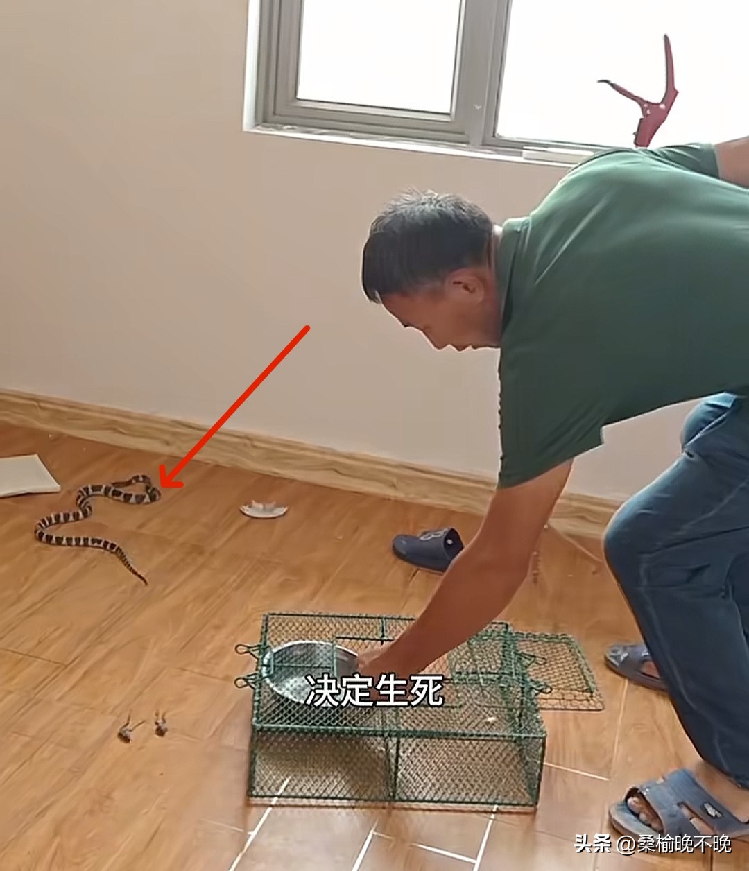 超评助手官网：湖南网红老尹被银环蛇咬后失联，网友早有提醒却未听从