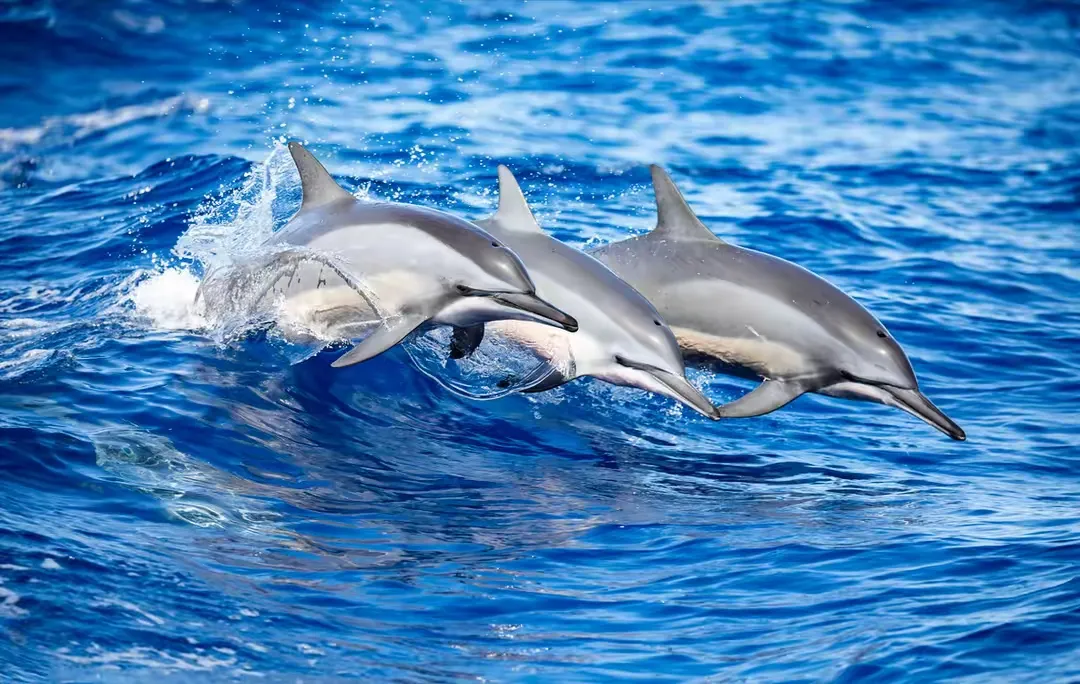 优选助手：海洋AI技术突破！谷歌发布DolphinGemma可实时翻译海豚语言