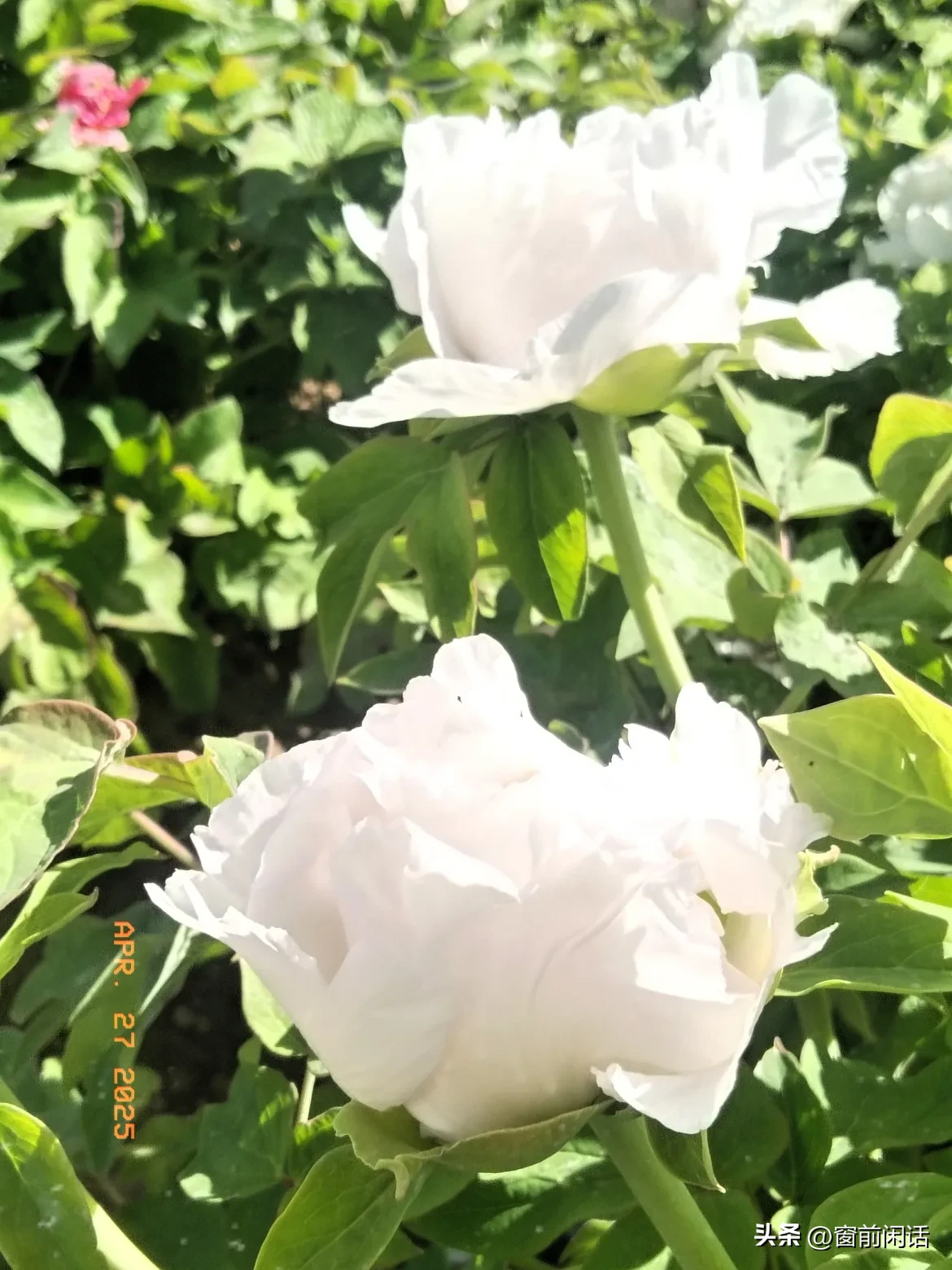 权重大师软件下载：短剧推广新手艰辛经历，付出与收益成反比，是否该继续坚持？