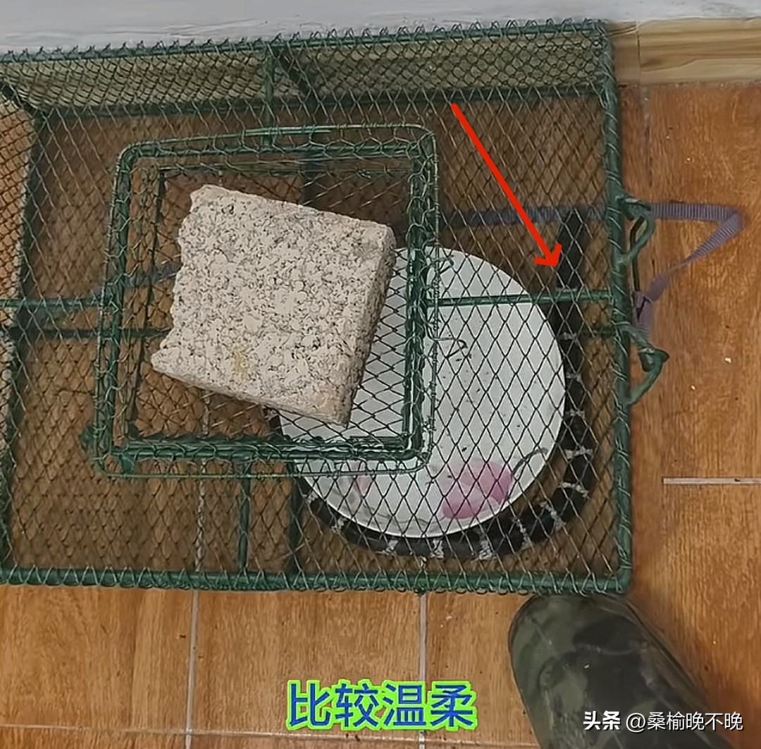 超评助手官网：湖南网红老尹被银环蛇咬后失联，网友早有提醒却未听从