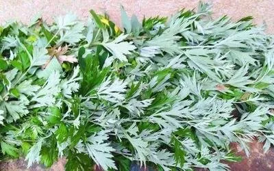 多多出评软件小号：乡村干部直播带货，为家乡经济添动力的创新之路