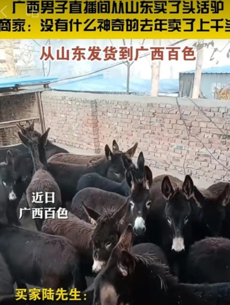 狗宝助手软件：广西大叔直播买驴事件，活驴物流送达引发网友热议