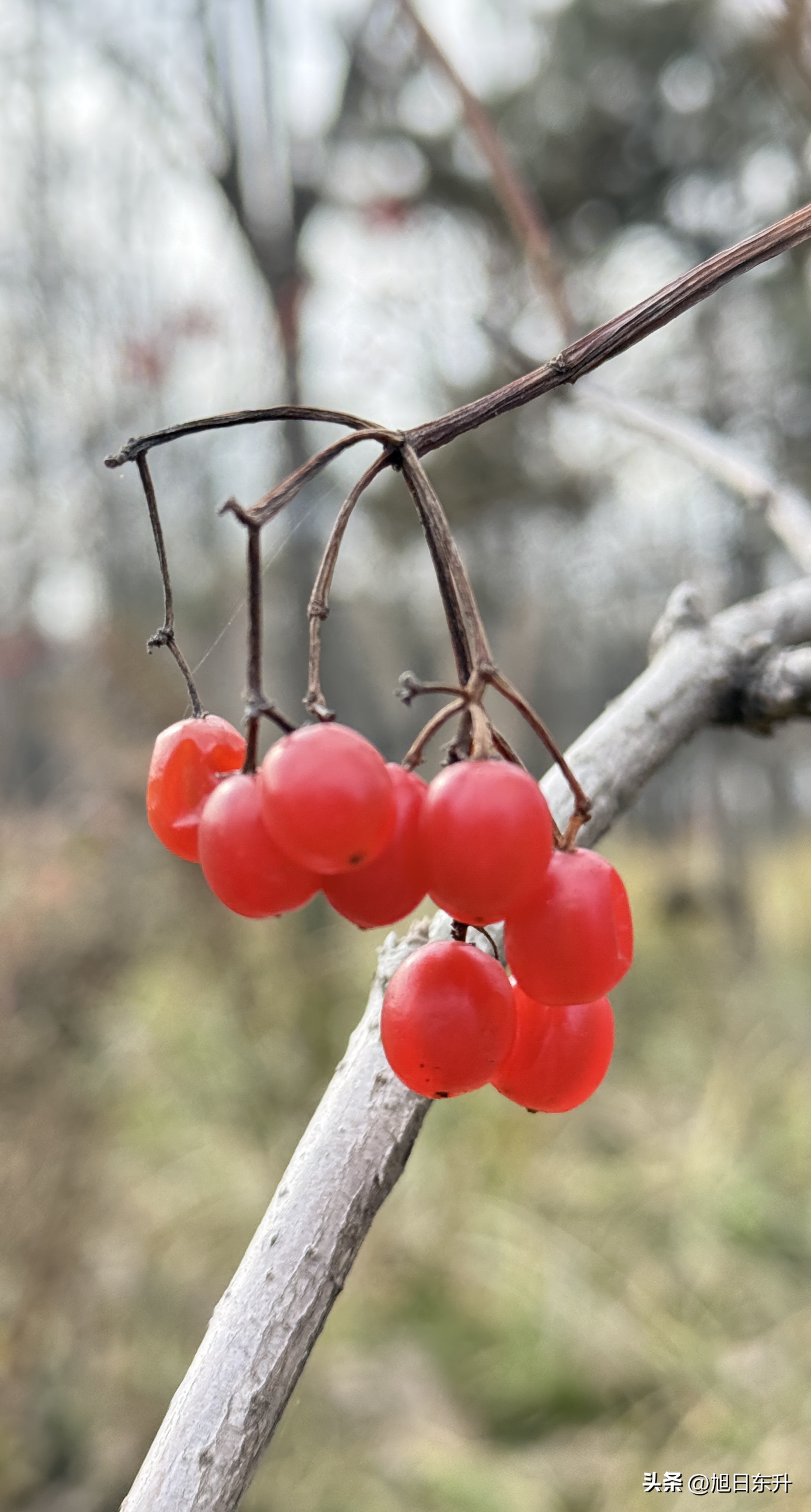 快火助手：北京冬日红果植物与猫咪的慵懒生活态度探寻
