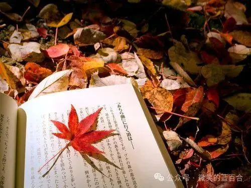 多多出评助手教程：躺平短视频的真相，不读书你连“自由”都没有！