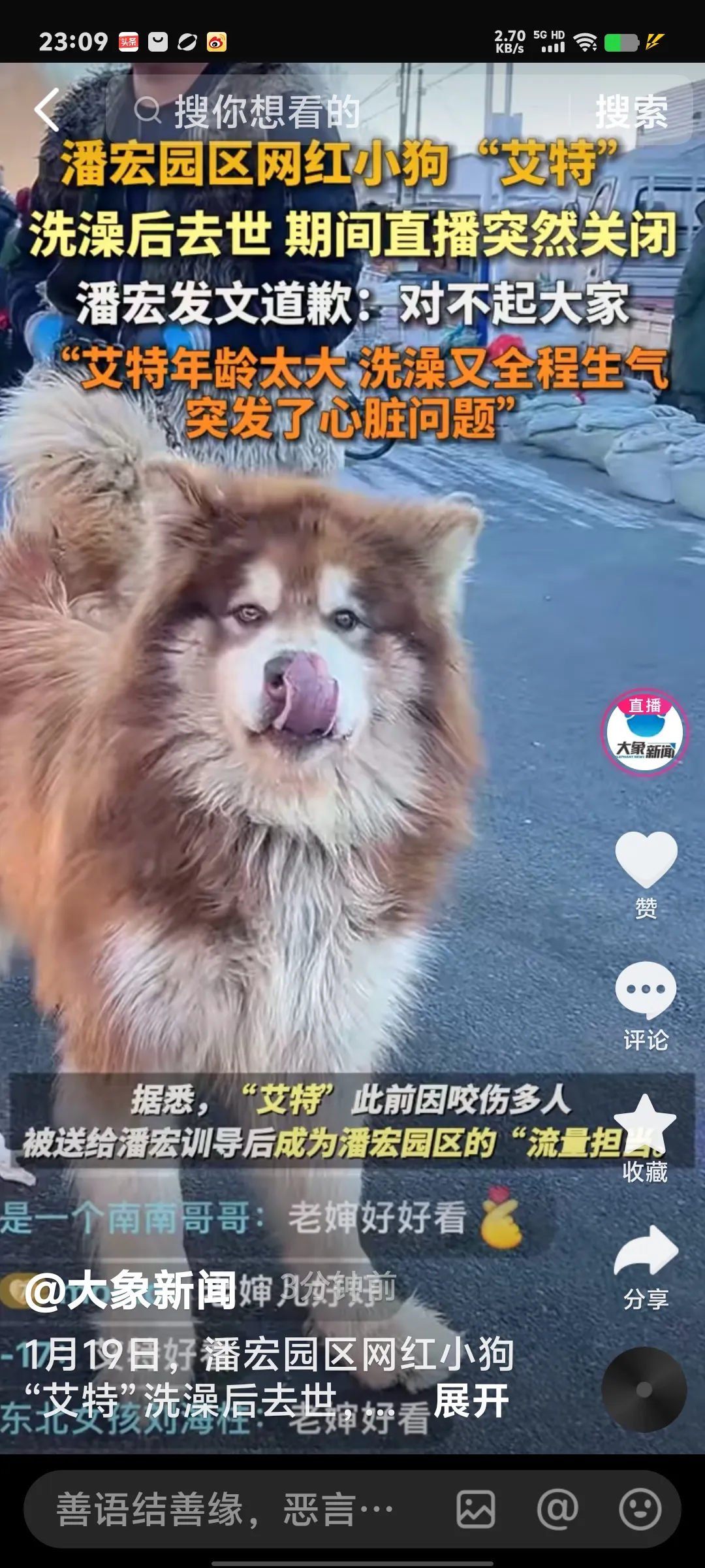 小G助手网站：潘红直播中网红狗艾特意外去世，网友深感惋惜与怀念