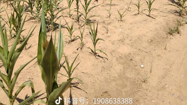 小Z助手：保险推销需要的能力与心理挑战，为何许多人不愿投保？