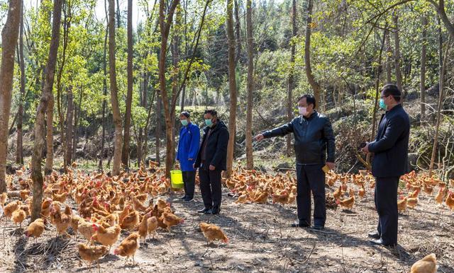 超评助手官网入口：林下养鸡的梦想与现实，为何5年亏损百万，创业者们该如何应对？
