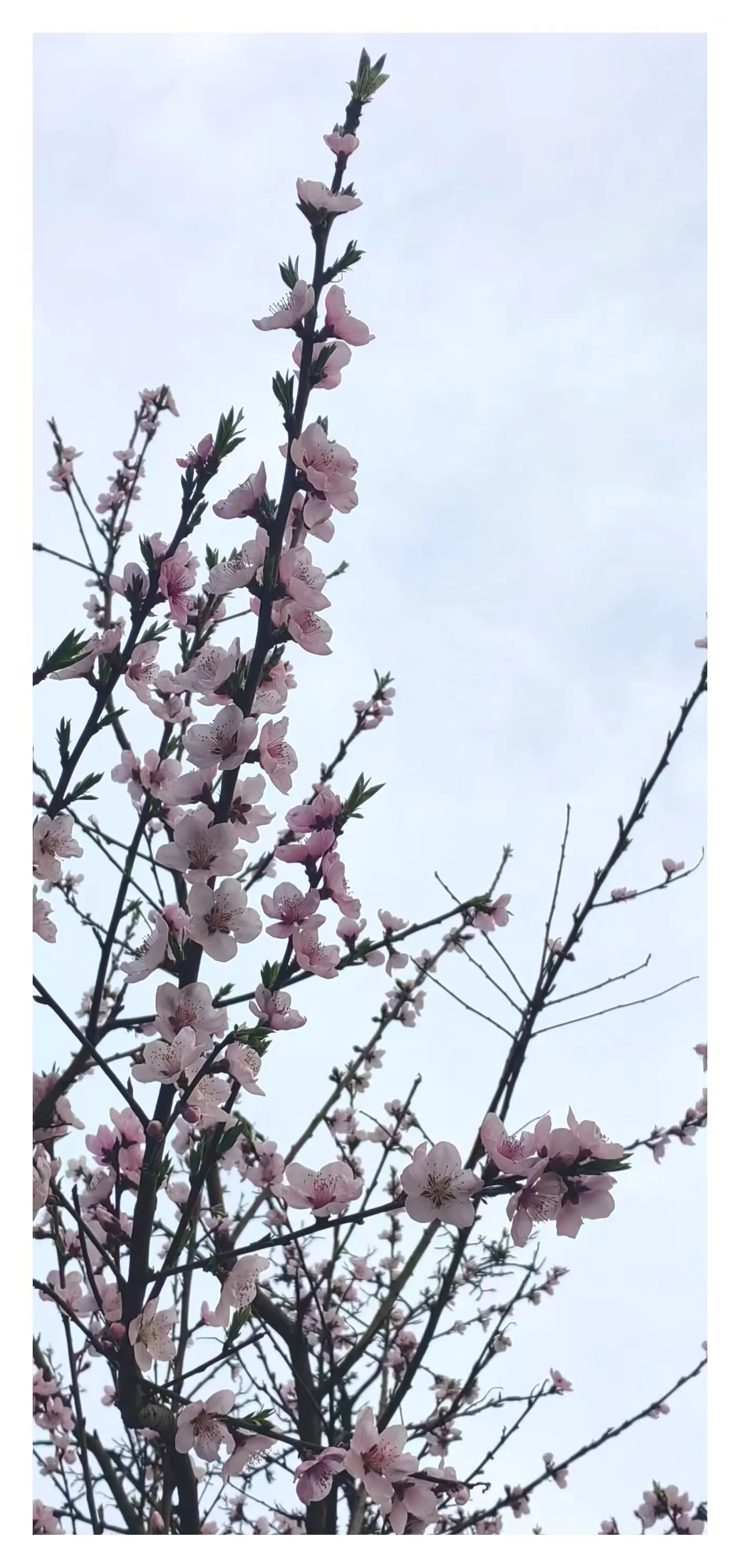 CC助手：中年后的孤独，如何面对生活的空虚与人际关系的消逝