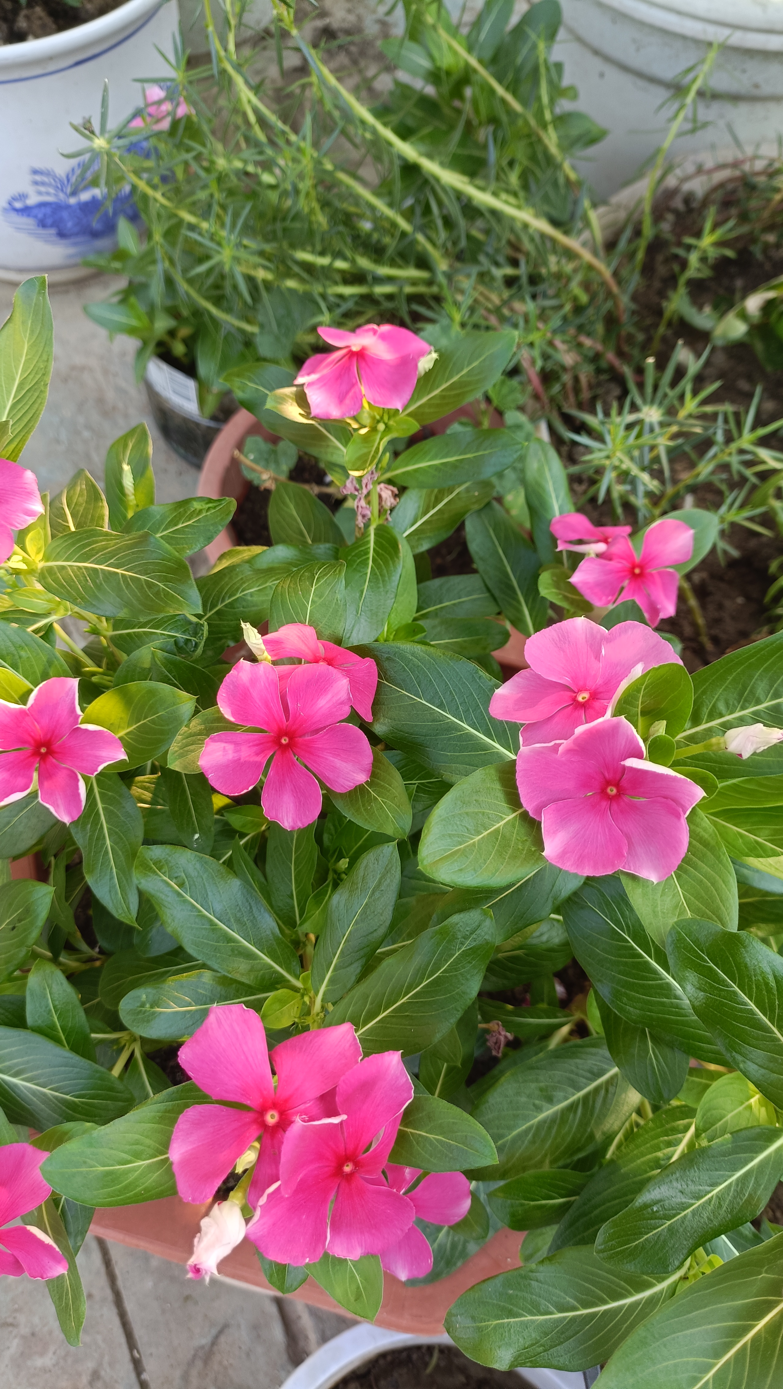 东风助手：中医药产品销售，坚持口碑与亲身体验的经营理念