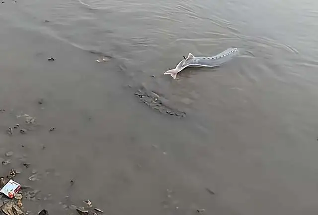 CC助手下载：江西钓鱼人意外捕获国家一级保护的长江鲟，误捕后主动申报受赞赏