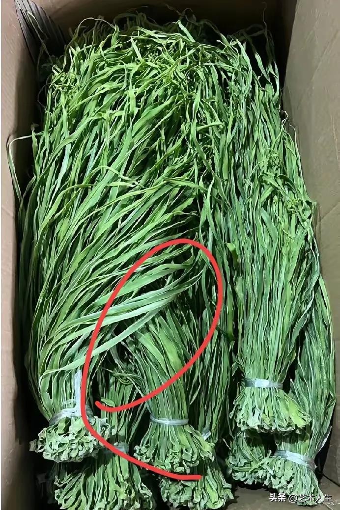 权重大师下载安装：大姑姐寄来的稀有绿菜，背后的关心与营养价值探秘