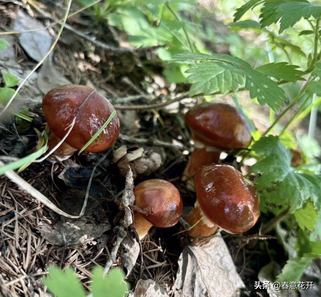 易评助手卡密：顺其自然，别让提前焦虑夺走当下的安宁与快乐