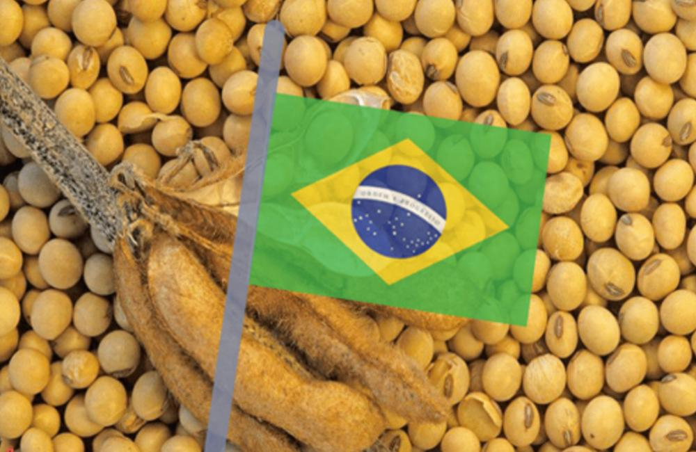 魅力狗：巴西大豆价格飙升，中国买家暂停采购背后的市场博弈与粮食安全策略
