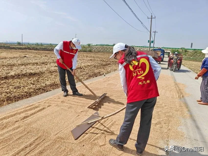 权重大师怎么用：襄阳“爱路-AiLu”志愿服务队助力夏收，温暖农民心