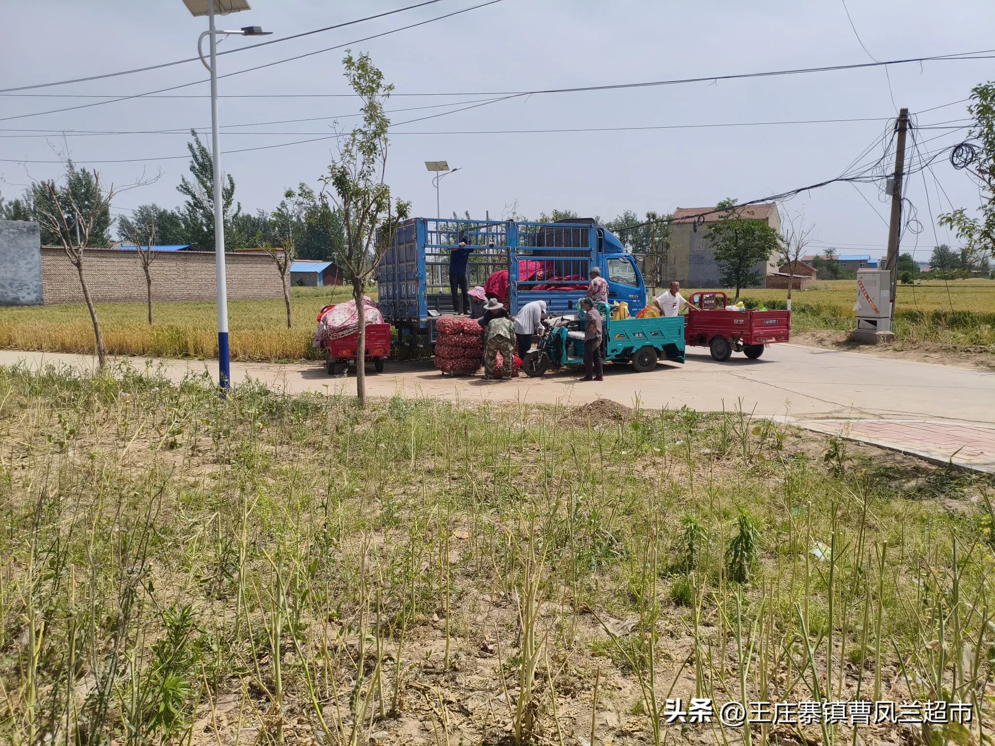 权重大师怎么用：大蒜价格波动分析，如何影响蒜农收入与消费者购买决策